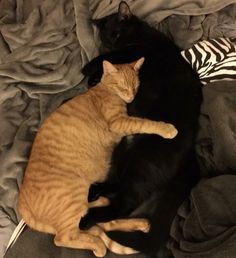 two cats are laying on top of each other in the same bed and one is sleeping