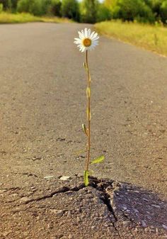 a flower growing out of the ground with a quote on it that says, i just love