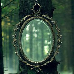 a mirror sitting on top of a tree in the forest