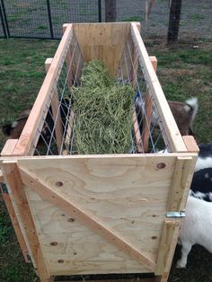 two goats eating hay out of a wooden box