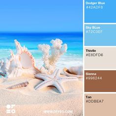 the color scheme is blue, gray and white with sea shells on the sandy beach