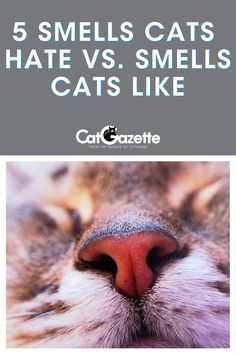 Smells That Cats Dont Like, Cat Knowledge, Kitty Tips, Cat Remedies, Cute Cat Costumes, Cat Life Hacks, Candles Making, Husband Jokes