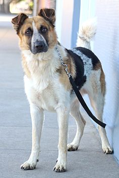 a dog is standing on the sidewalk with a leash around its neck and looking at the camera