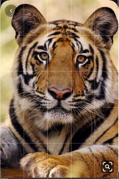 a close up of a tiger's face on a cell phone with an image of it