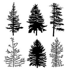 the silhouettes of different types of trees on a white background stock photo, images and royalty