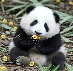 a small panda bear sitting on the ground eating some yellow and white flowers in its mouth