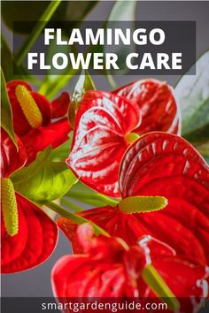 red flowers with text overlay that reads flamingo flower care