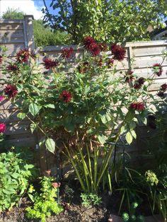 red flowers growing in the middle of a garden