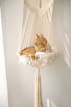 an orange cat laying in a white hammock