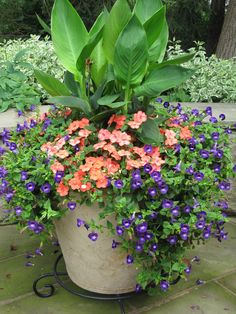 a potted plant with purple and orange flowers