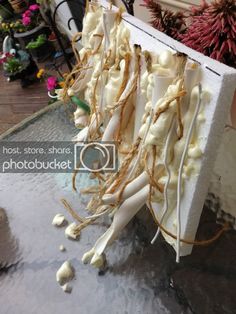 there are many flowers in the potted planter and one is white with yellow stems