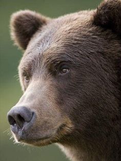 a brown bear looking at the camera with an intense look on his face and head