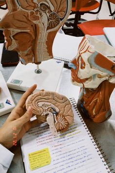 Laboratório de Anatomia peças sintéticas para estudo Brain Research Aesthetic, Psychology Lab Aesthetic, Anatomy Lab Aesthetic, Neuroscience Phd Aesthetic, Cognitive Neuroscience Aesthetic, Psychiatric Nurse Aesthetic, Sport Psychology Aesthetic, Medical Slp Aesthetic, Neuroscience Research