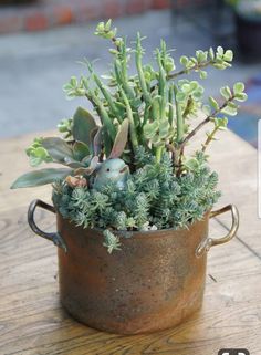 a potted plant sitting on top of a wooden table