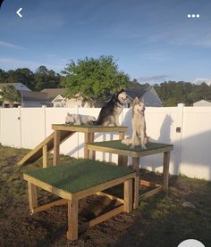 two dogs sitting on wooden benches in the back yard, one is holding a frisbee