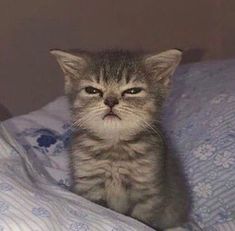 a small kitten sitting on top of a bed