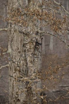 an image of a tree that has been camouflaged with the words, can't you see it?