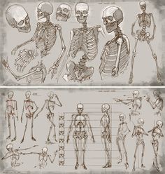 the human skeleton is shown in three different views