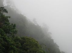 the fog is covering the trees and bushes on the side of the mountain in the rain