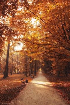 a path in the middle of an autumn forest