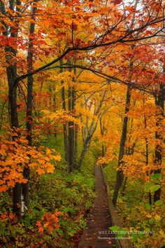 a path in the woods surrounded by colorful trees