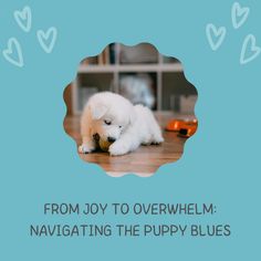 a small white dog laying on top of a wooden floor next to a book shelf