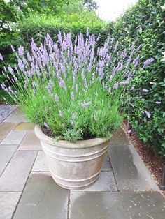 purple flowers are growing in a large pot