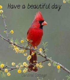 a red bird sitting on top of a tree branch with yellow flowers in front of it