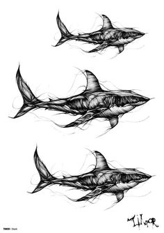 three shark drawings are shown in black and white, one is drawn with pencils