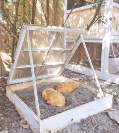 two chickens are laying in an old windowed chicken coop on the side of a house