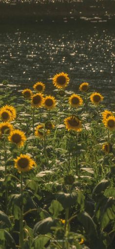 the sunflowers are blooming in the field by the water