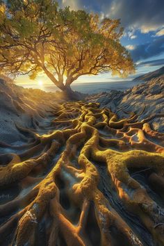 Looking for unique nature photography ideas? Learn how to capture stunning images of tree roots like this one at sunset. Our beginner's guide provides tips and techniques for creating beautiful photography nature shots that stand out. Save this pin for amazing landscape photography inspiration! Unique Nature, Tree Roots, Photography Nature, Beautiful Photography, Photography Inspiration