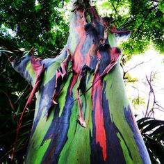 a very colorful tree in the middle of some trees