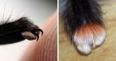 two pictures of a dog's paw and foot with it's claws showing