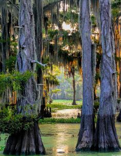 some trees that are in the water with moss growing on them and one is standing tall