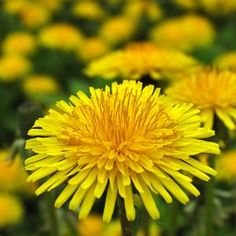 a field full of yellow dandelions with lots of green leaves on top of them