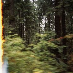 a blurry photo of trees and grass in the middle of the woods with fire coming out of them