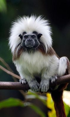 a white and brown monkey sitting on top of a tree branch