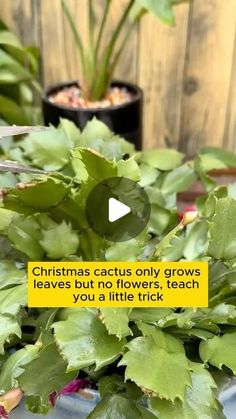 some plants that are on a table with a sign in front of them saying christmas cactus only grows leaves but no flowers, teach you a little trick