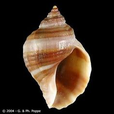 a close up of a sea shell on a black background