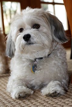 a small white dog sitting on top of a rug