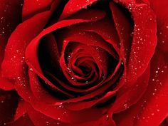 a red rose with the quote when i let go of what i wanted, i received what was truly mine