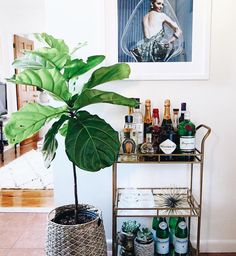 a potted plant sitting on top of a metal shelf next to bottles and glasses