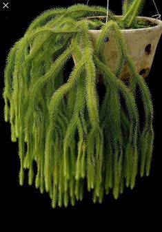 a potted plant with green needles hanging from it