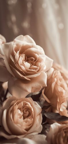 some very pretty pink roses on a table cloth with water droplets in the back ground