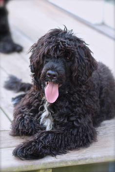 a large black dog laying on top of a wooden bench with its tongue hanging out