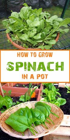 spinach growing in a pot with the words how to grow spinach in a pot