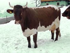 two cows standing in the snow next to each other near a fence and green building