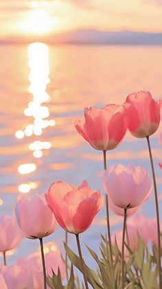 pink flowers are blooming in front of the water