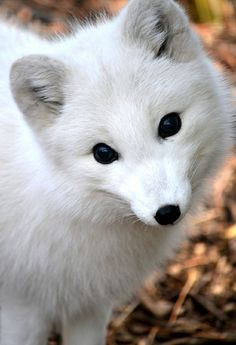 a small white fox standing on top of dry grass